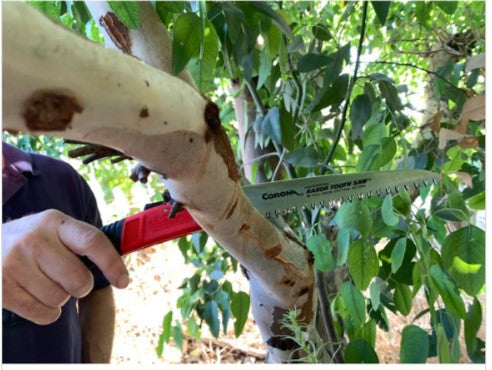 Corona RAZORTOOTH SAW® ARBORIST FOLDING PRUNING SAW, 7 IN. BLADE - RS7041