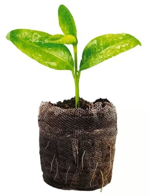 Jiffy Self-Watering Seed Starting Kit - T34HG