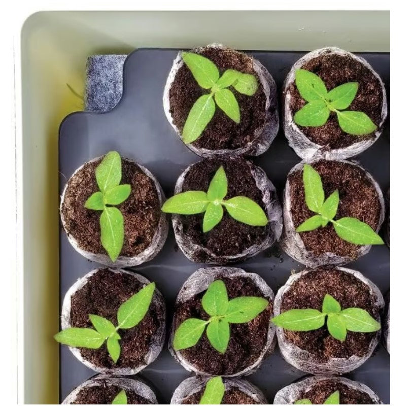 Jiffy Self-Watering Seed Starting Kit - T34HG