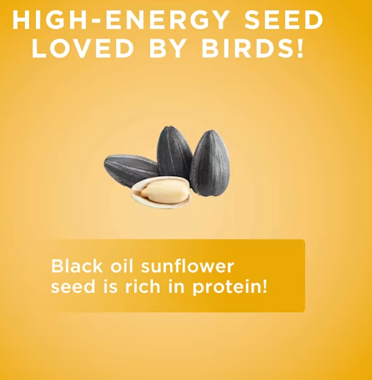 Audubon Park Black Oil Sunflower Seed -- 40lbs