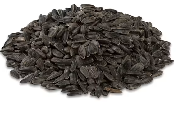 Audubon Park Black Oil Sunflower Seed -- 40lbs